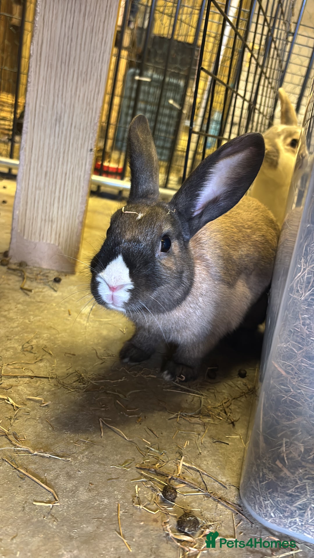Dutch rabbits for sale: 2 female rabbit sisters  - Image 3