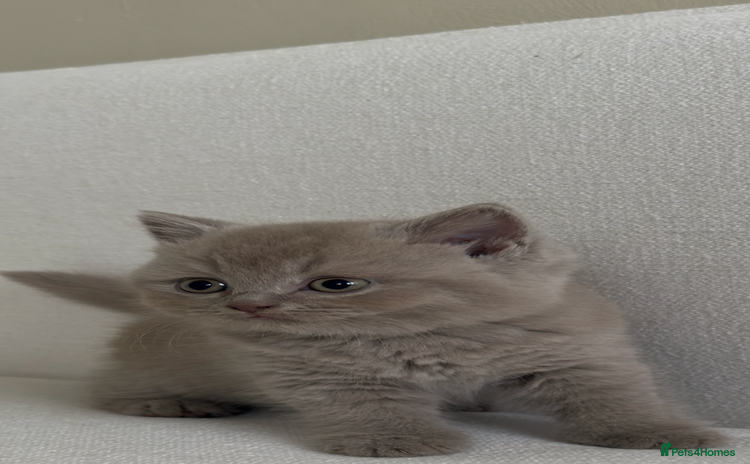 British Shorthair cats in Manchester - Advert 2