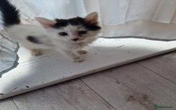 British Shorthair cats for sale: For sale - Image 16