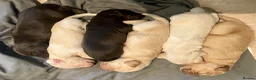 Mixed Breed dogs for sale: Beautiful Cocker GoldMaraner puppies  - Advert 18
