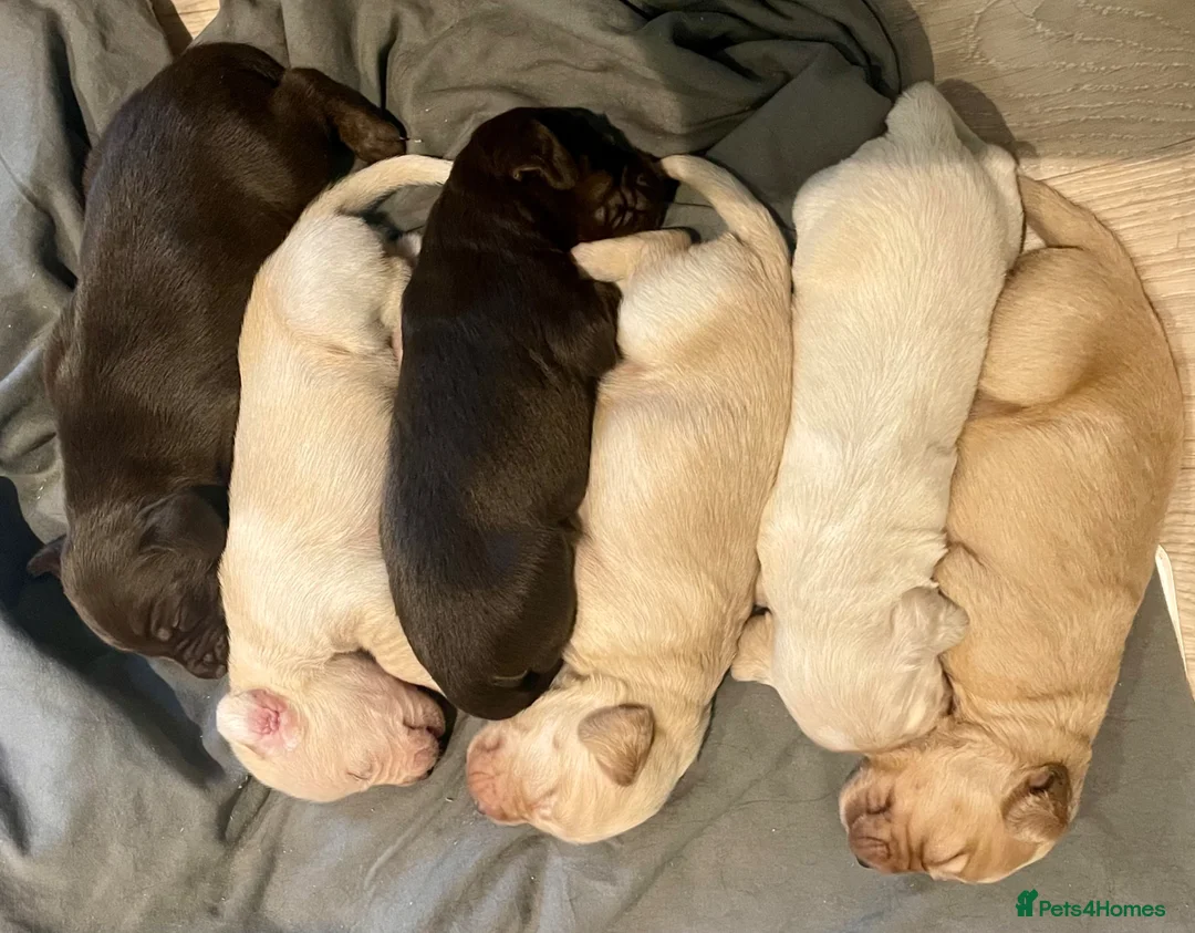 Mixed Breed dogs for sale: Beautiful Cocker GoldMaraner puppies  - Advert 18