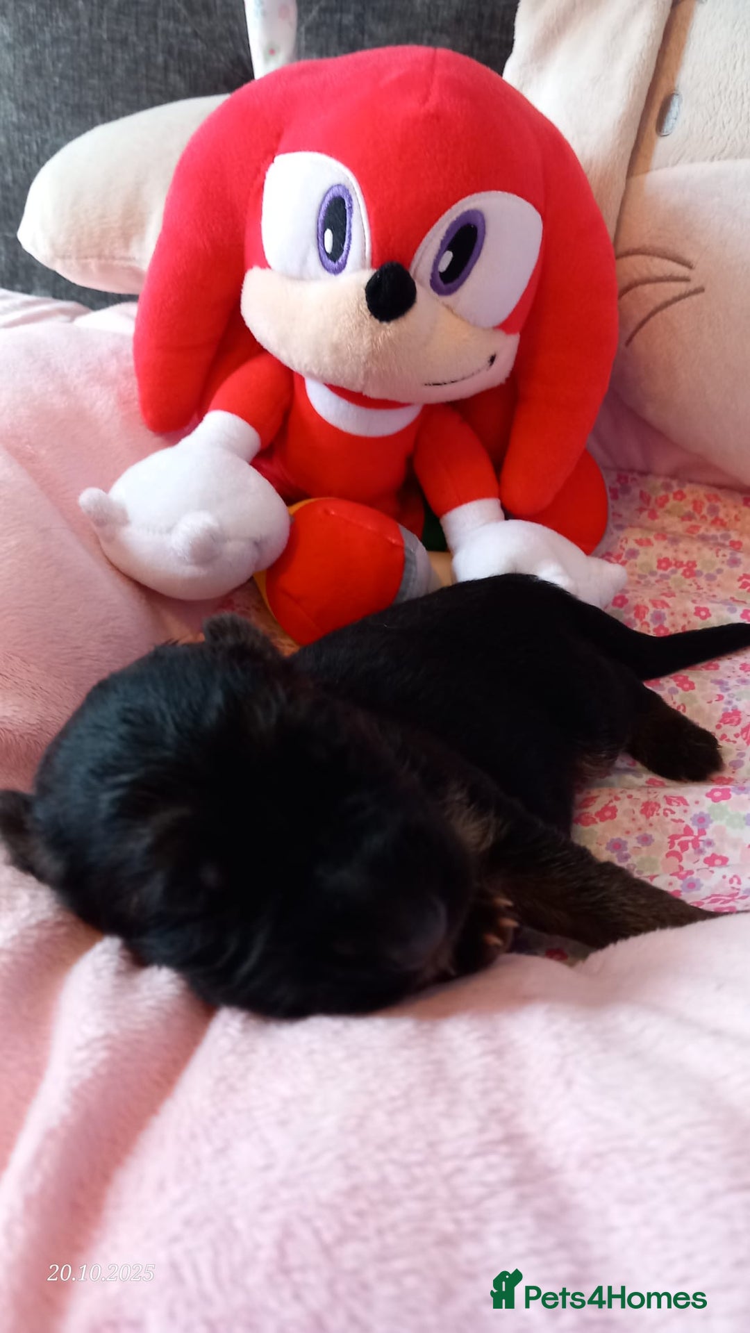 German Shepherd dogs for sale: Excellent Long-Haired German Shepherd Puppies-KC - Image 16