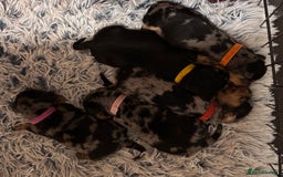 Mixed Breed dogs for sale: 5 gorgeous silver dapple dachshund cross puppies  - Image 1