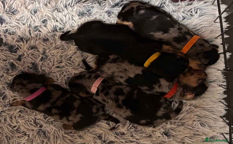 Mixed Breed dogs - Advert 1
