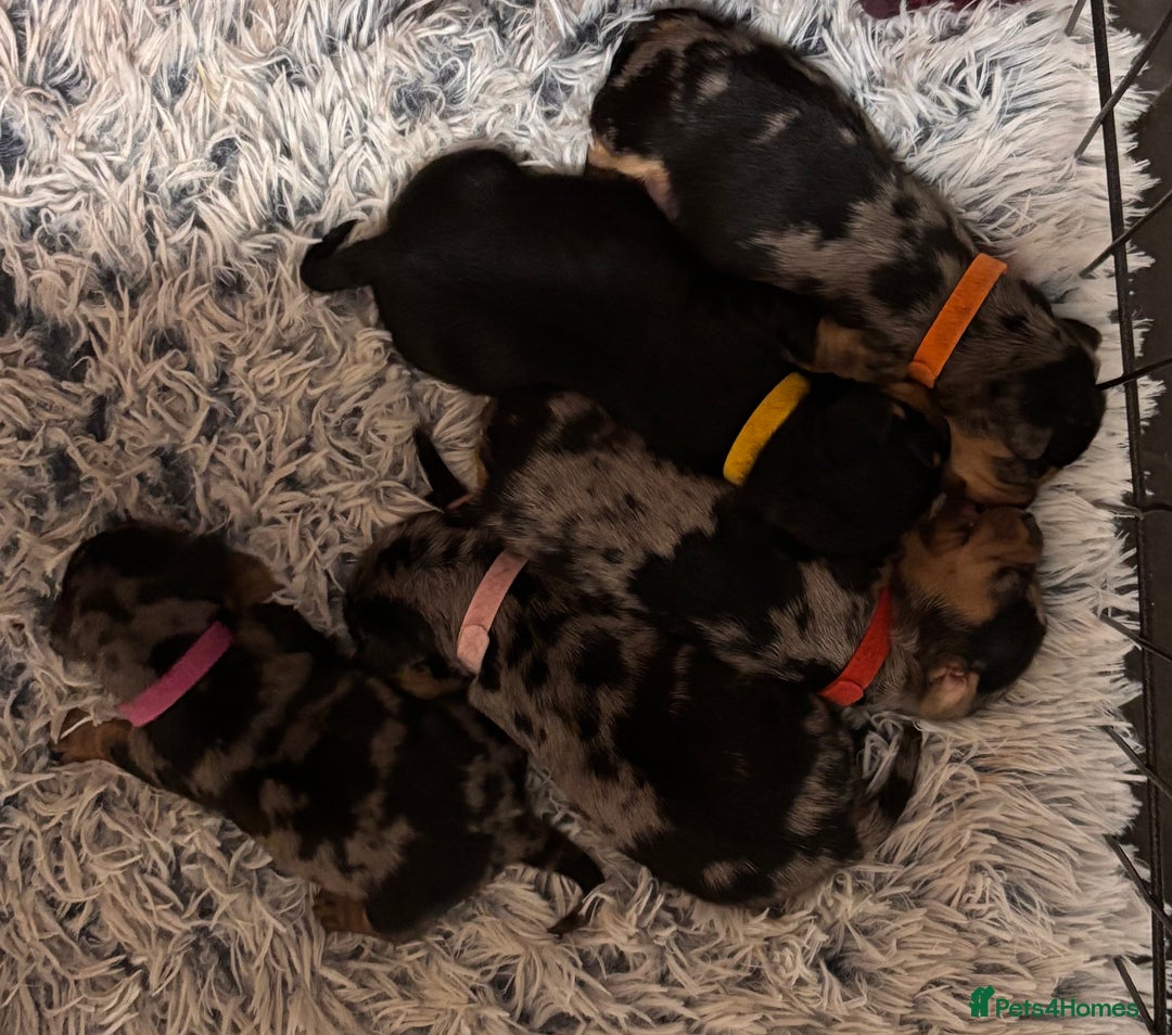 Mixed Breed dogs for sale: 5 gorgeous silver dapple dachshund cross puppies  - Image 1