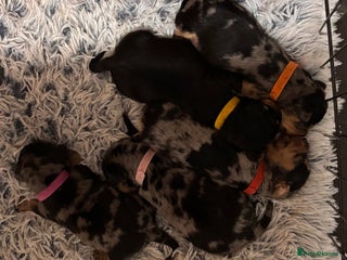 Mixed Breed dogs - Advert 2