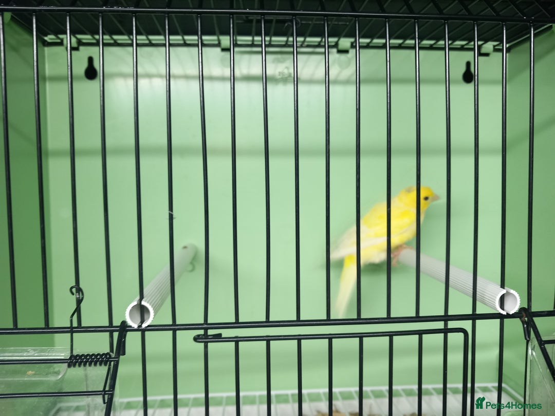 Canaries birds for sale: Canaries  - Image 38