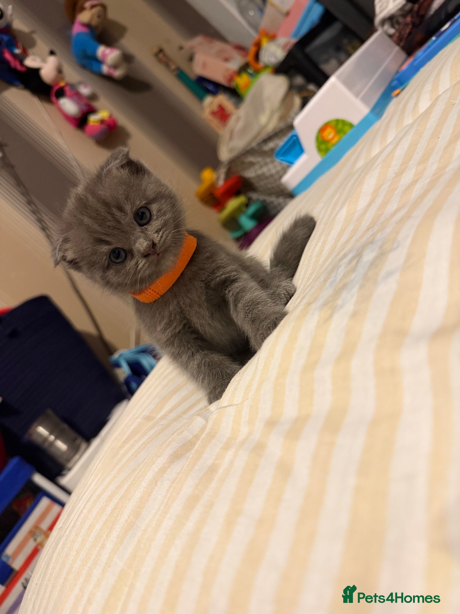 Mixed Breed cats RARE Gorgeous ScottishFold&British ShortHair  - Advert 14