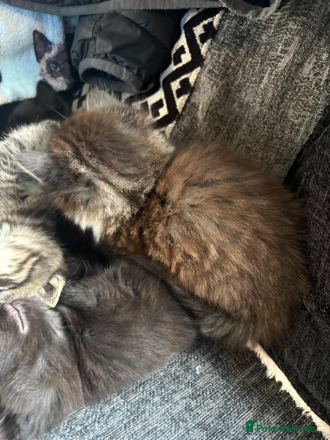 Mixed Breed cats for sale: Last male kitten available out of litter of 4  - Advert 7
