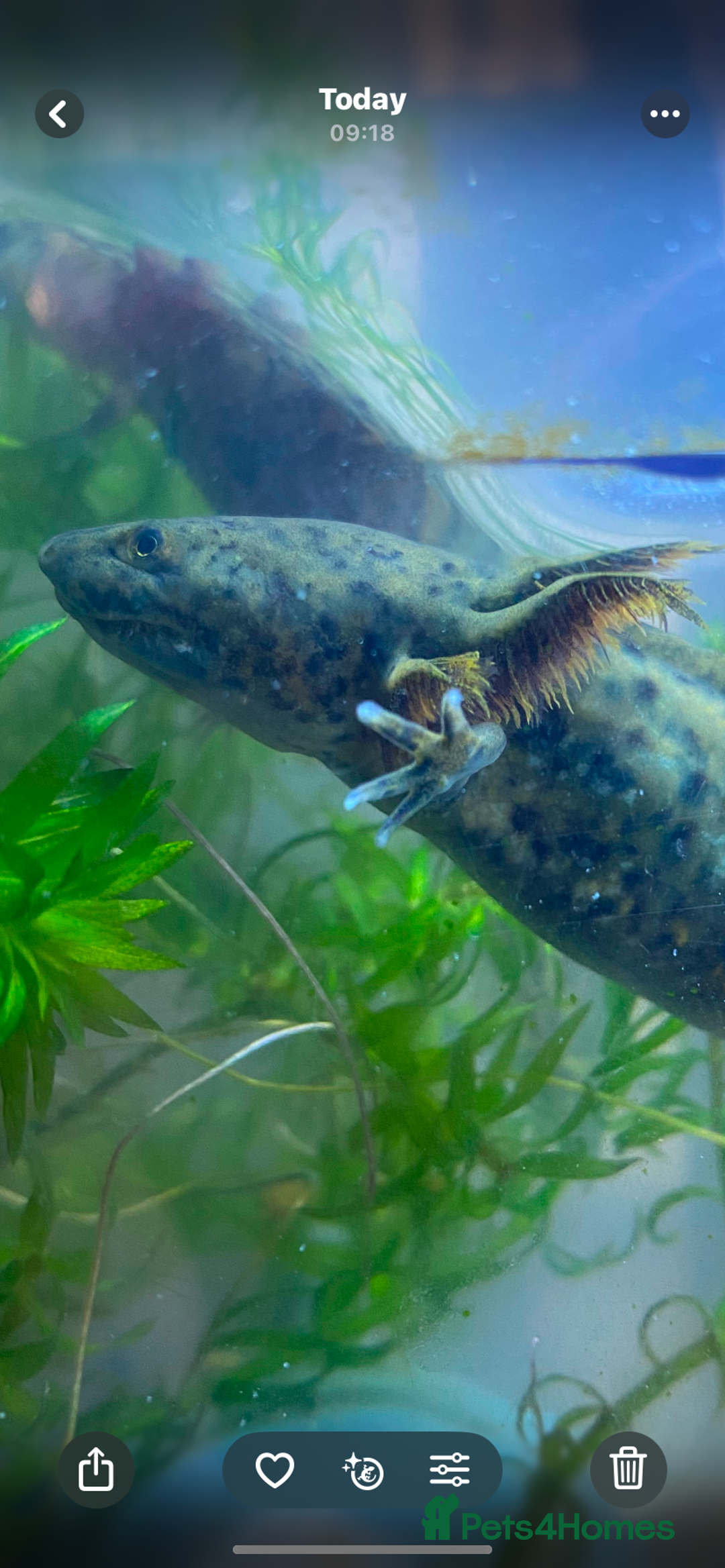 Other/Mixed Breed fish for sale: 3 x male Axolotl available. Wild / Dalmatian  - Image 4