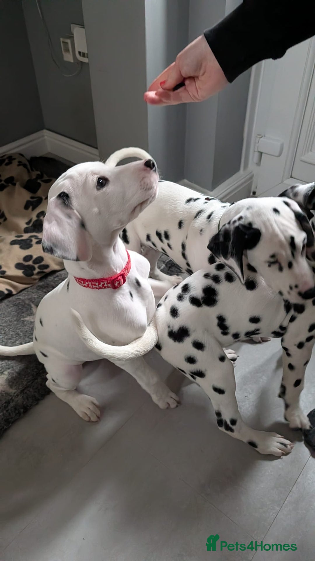 Dalmatian dogs for sale: Dalmatian puppies ready advert fully - Advert 11