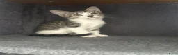 Mixed Breed cats for sale: Tabby/bengal kittens 🐈🏡 - Advert 10