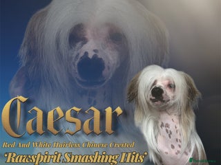 Chinese Crested dogs - Advert 1