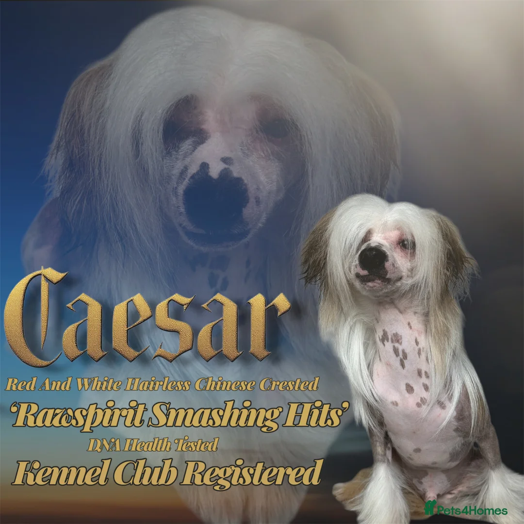 Chinese Crested dogs for stud: Red & White Hairless Crested  - Advert 1