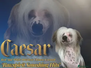 Chinese Crested dogs Red & White Hairless Crested - Advert 18