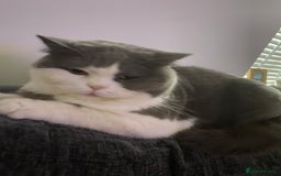 British Shorthair cats for sale: Adult Female British Shorthair  Bi colour  - Image 3