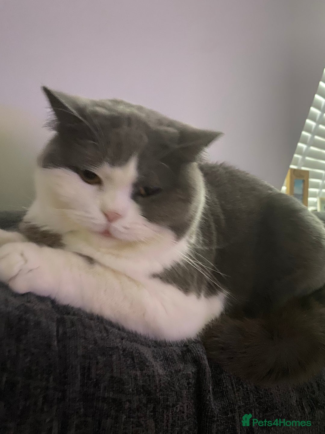 British Shorthair cats for sale: Adult Female British Shorthair  Bi colour  - Image 3