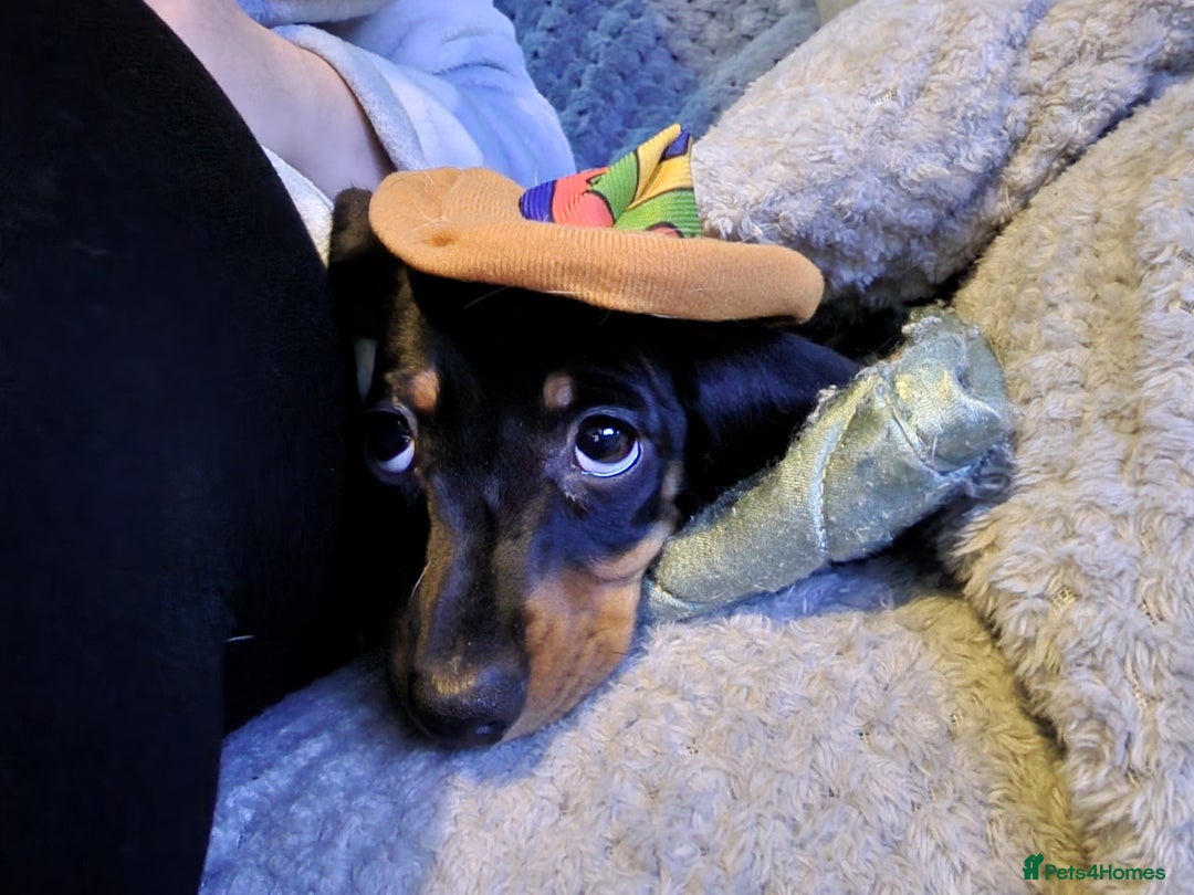Miniature Dachshund dogs for stud: STUD - KC REG Mini Dachshund -PROVEN - Image 20