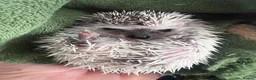 Pygmy Hedgehog rodents for sale: Male African Pygmy hedgehog (set up separate)  - Advert 11