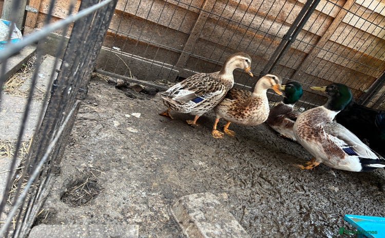 Ducks poultry - Advert 2