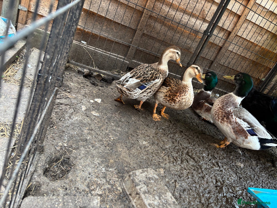 Ducks poultry for sale: Silver Appleyard Ducks - Image 1