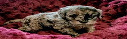 Boxer dogs for sale: Healthy & Playful Boxer Puppies Available Now - Advert 14