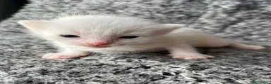 Khao Manee Kitten 1