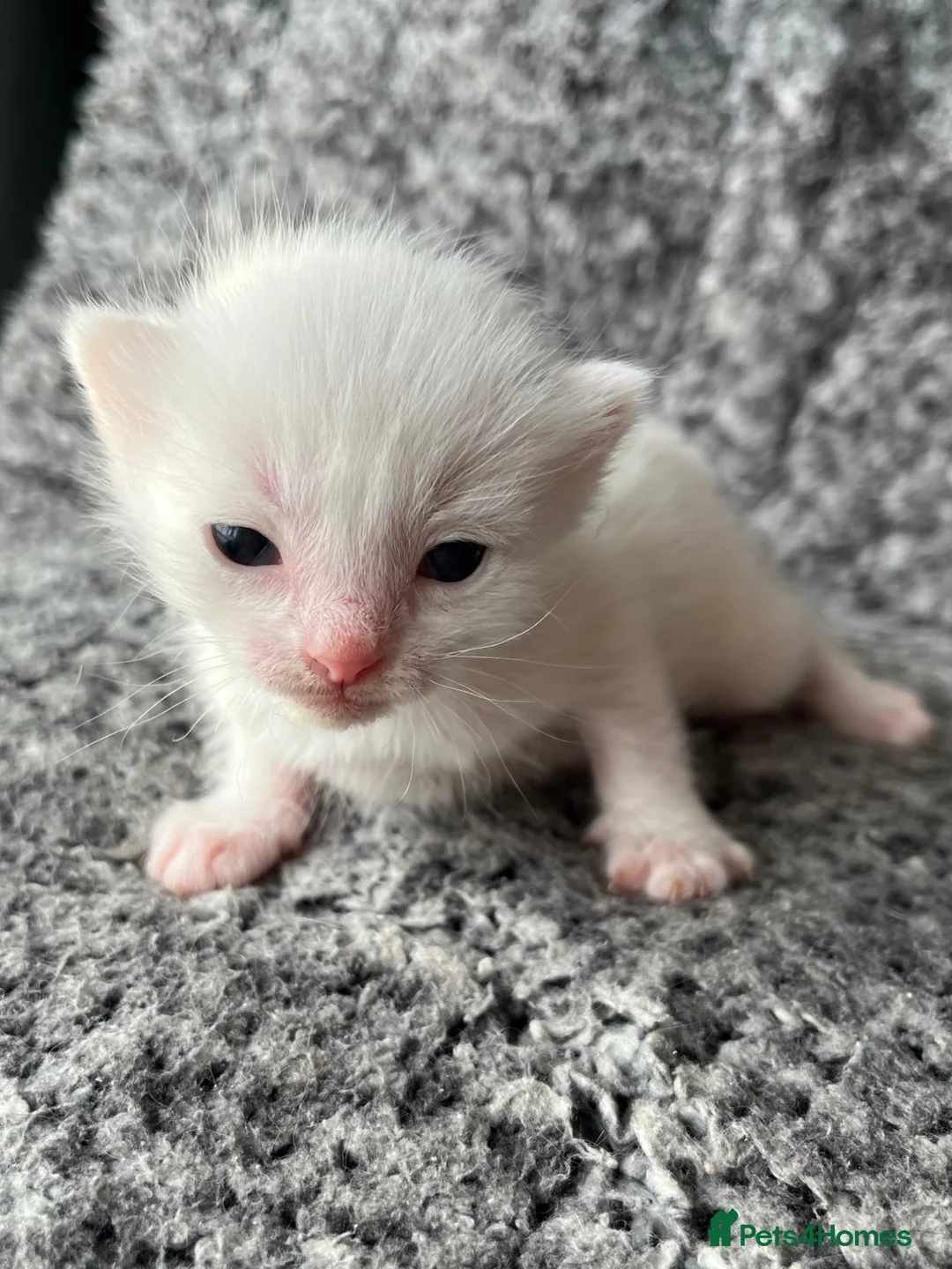Khao Manee cats for sale: Khao Manee x DSH - Advert 2