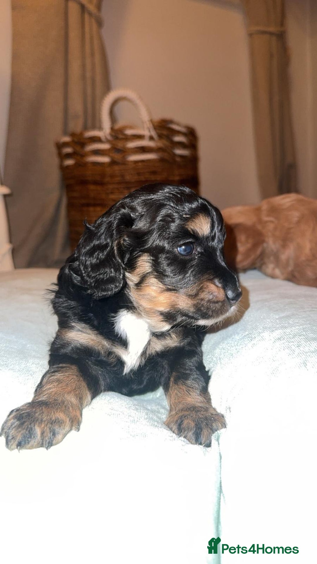 Cockapoo dogs for sale: CHAMPION COCKAPOO - Advert 26