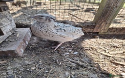 Quail poultry for sale: Sparkly Italian Quails - Image 3