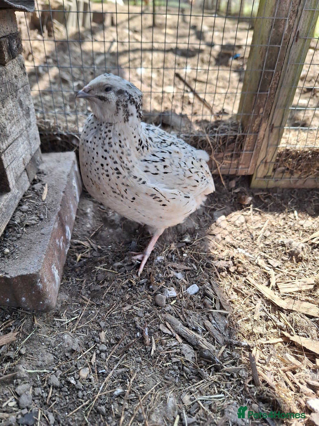 Quail poultry for sale: Sparkly Italian Quails - Image 3