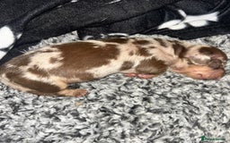 Miniature Dachshund dogs for sale: Beautiful miniature dachshund (male) - Image 2