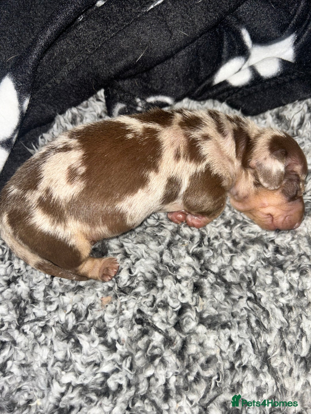Miniature Dachshund dogs for sale: Beautiful miniature dachshund (male) - Image 2