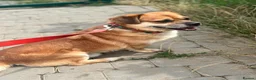 Mixed Breed dogs for adoption: 💙MAXIMILIAN💙: LOVES PEOPLE MORE THAN ANYTHING in Oxford - Advert 18