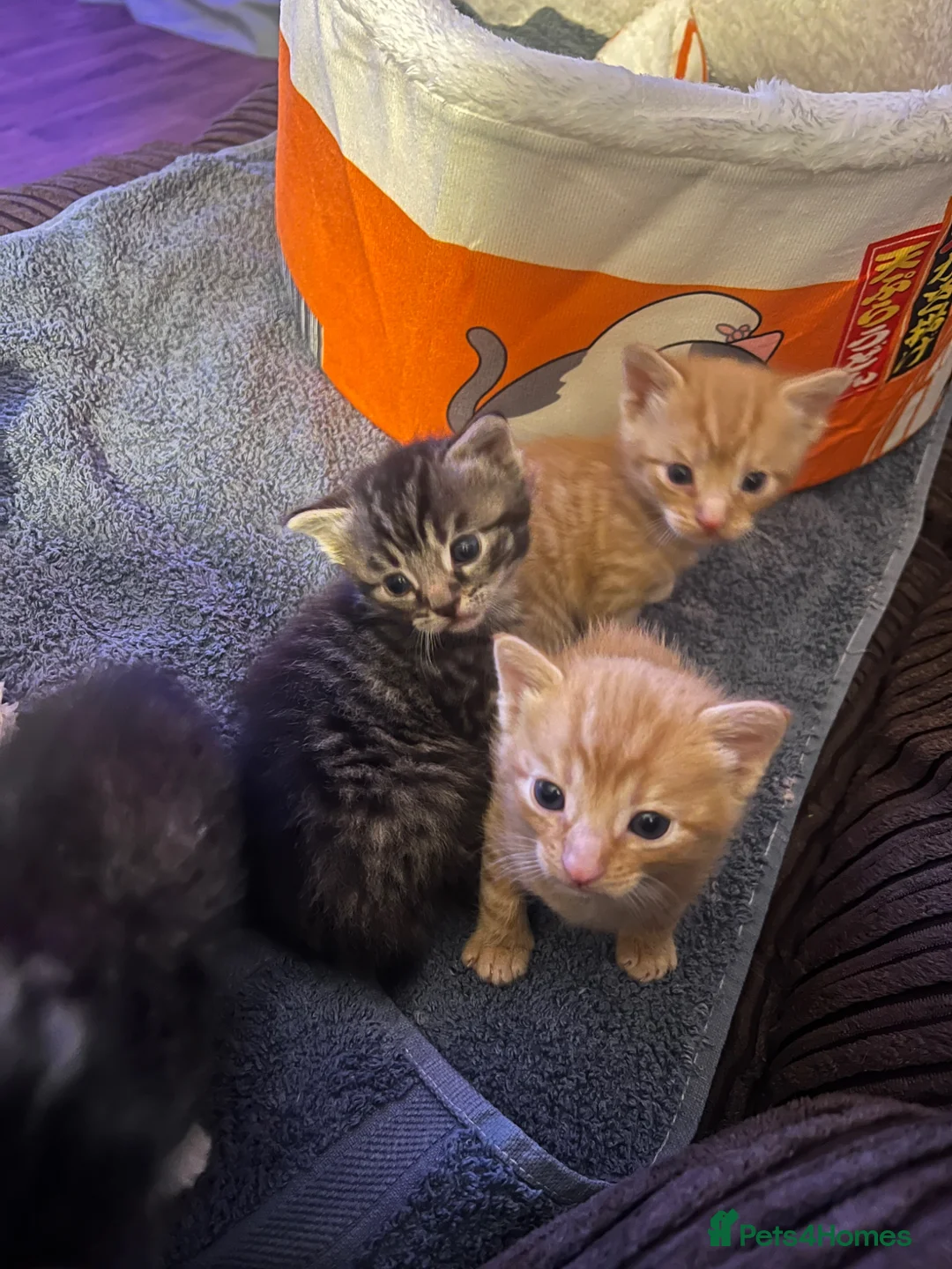 Mixed Breed cats for sale: Mum cat & 3 kittens - Advert 2