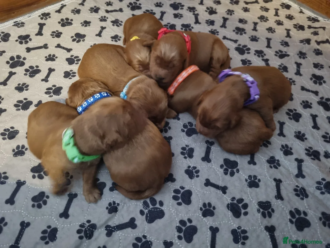 Mini Goldendoodle dogs for sale: F1 Fox Red Health Tested Mini Goldendoodles - Advert 15