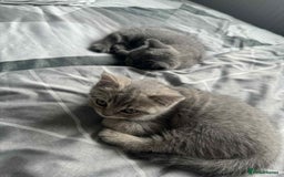 British Shorthair cats for sale: BSH KITTENS  - Image 23