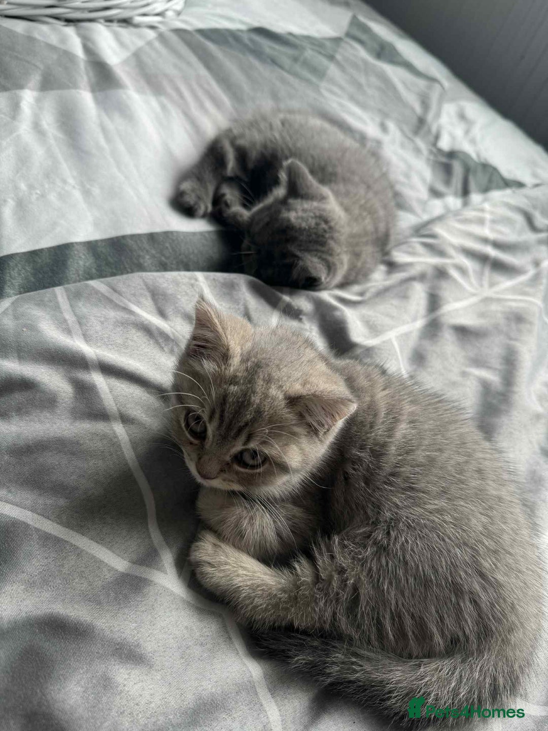 British Shorthair cats for sale: BSH KITTENS  - Image 23