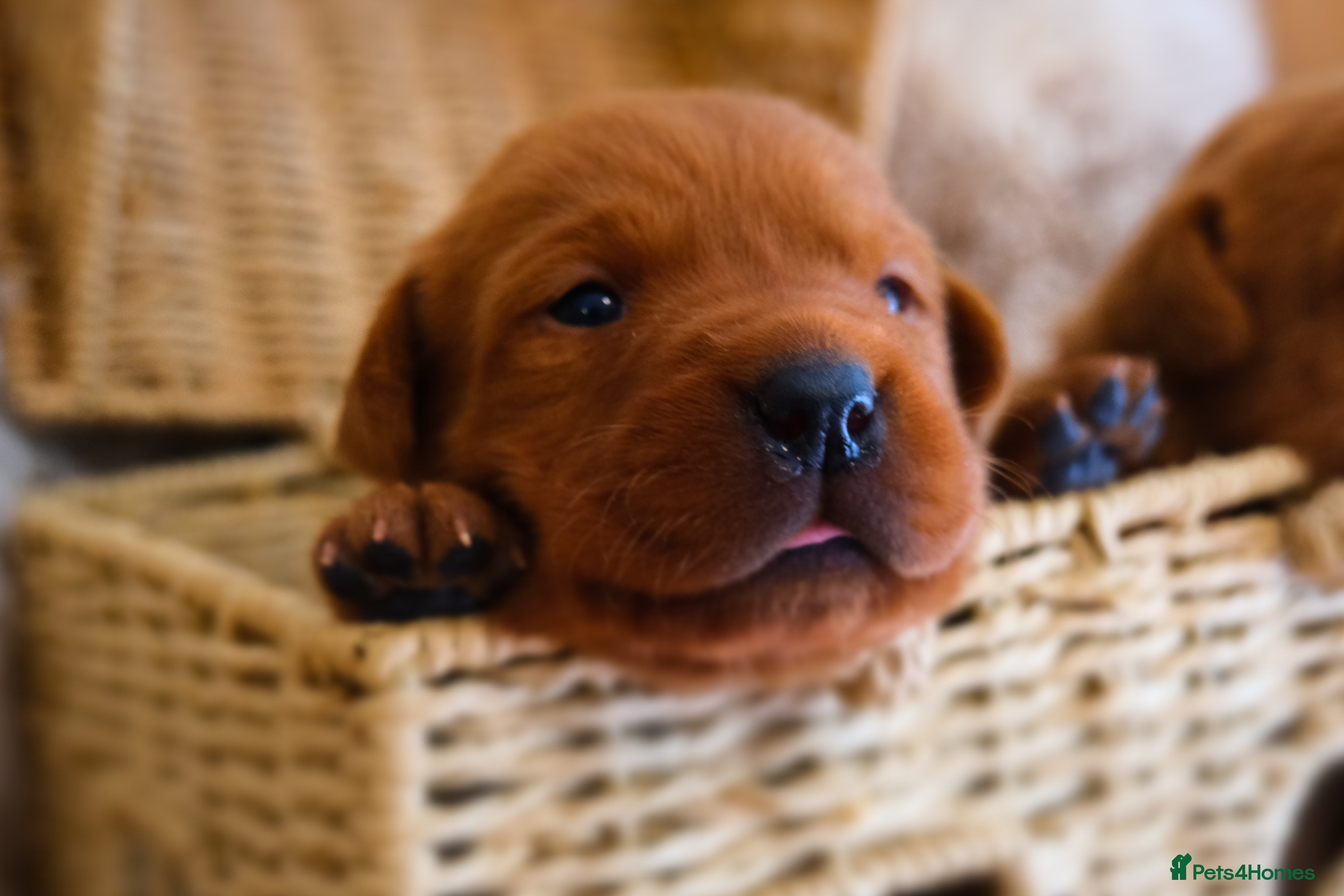 Labrador Retriever dogs Mahogany Fox Red KC Labrador Puppies - Advert 2