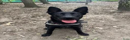 Mixed Breed dogs for adoption: ❤️🐶 MULAN – BEAUTIFUL, BRILLIANT & READY  - Advert 2