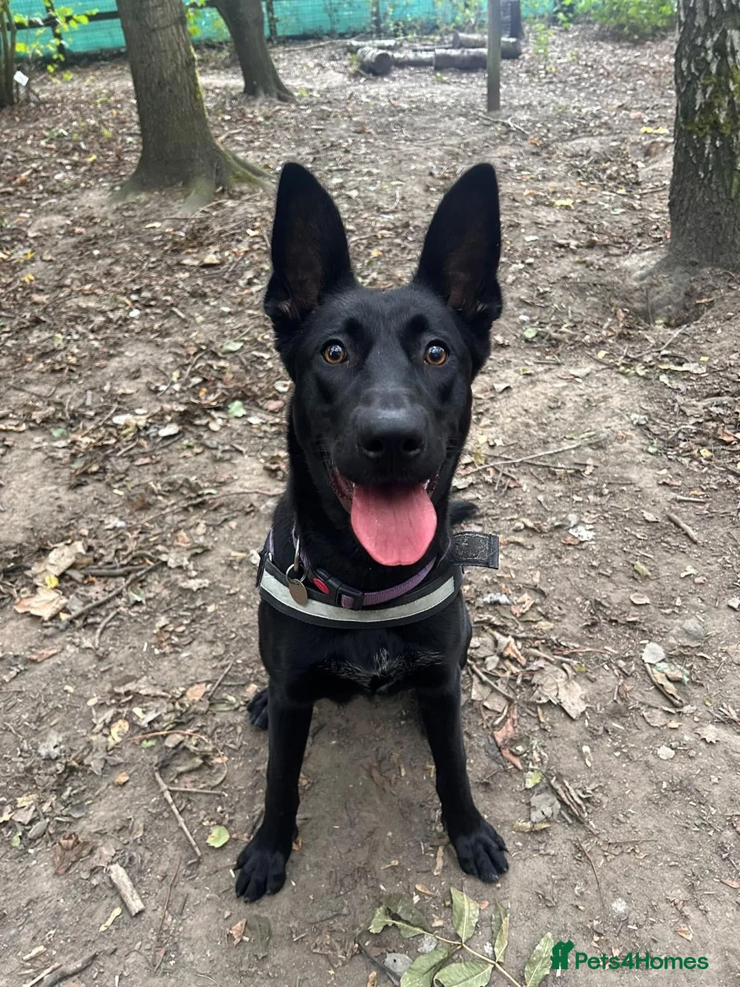 Mixed Breed dogs for adoption: ❤️🐶 MULAN – BEAUTIFUL, BRILLIANT & READY  - Advert 2
