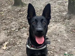 Mixed Breed dogs โค๏ธ๐ถ MULAN โ BEAUTIFUL,BRILLIANT & LOVING EVERYONE - Advert 15