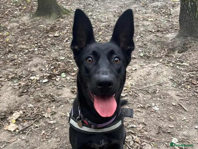Mixed Breed dogs ❤️🐶 MULAN – BEAUTIFUL,BRILLIANT & LOVING EVERYONE - Advert 4