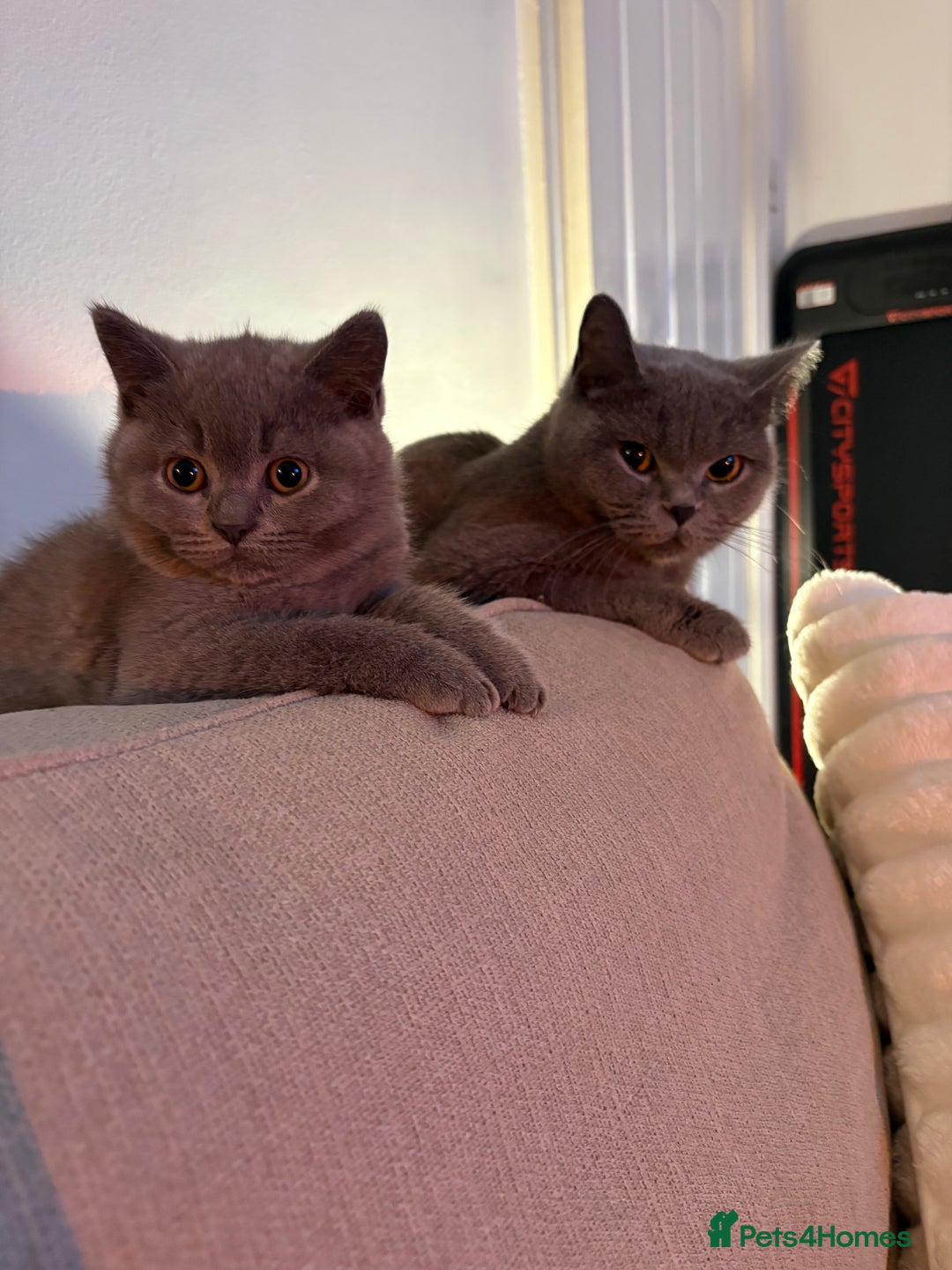 British Shorthair cats for sale: Prudence & pipers babies - Image 10