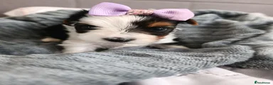 Biewer Terrier Girl tricolor 