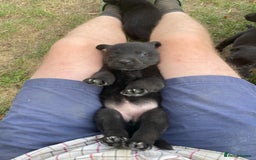 Borador dogs for sale: Beautiful Collie x Labrador Puppies - Image 6