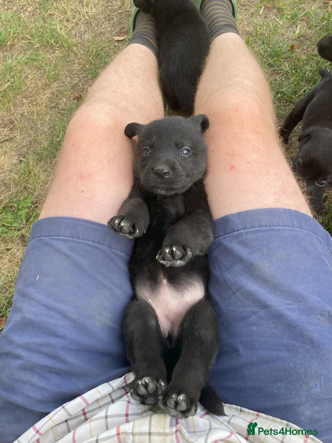 Borador dogs for sale: Beautiful Collie x Labrador Puppies - Image 6