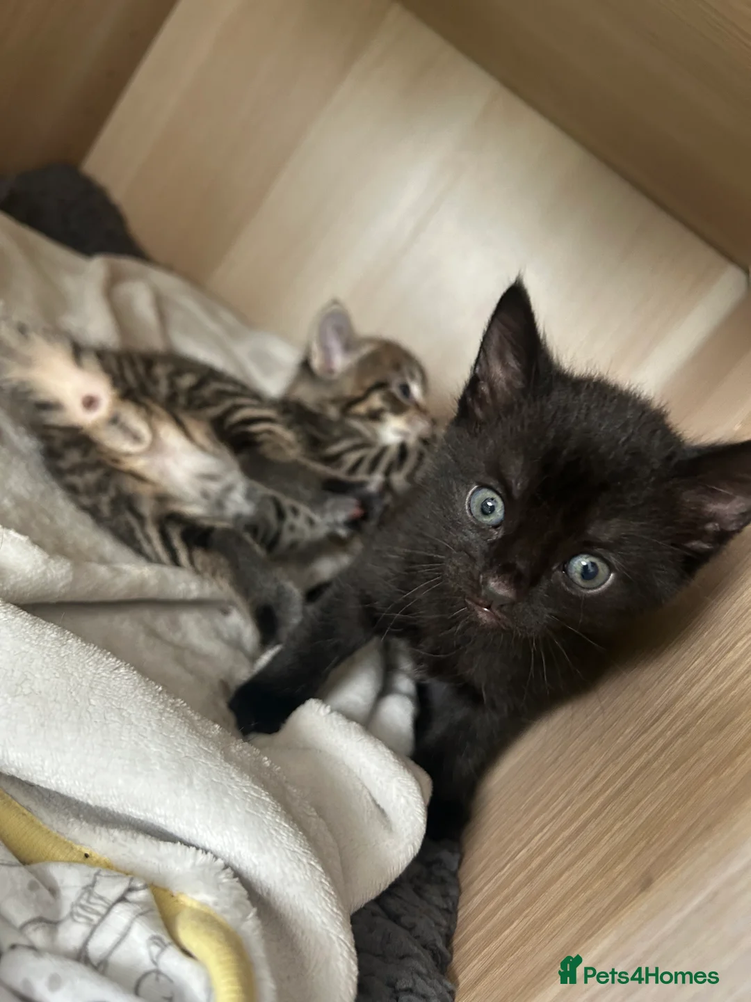 Mixed Breed cats for sale: Beautiful kittens  - Advert 8