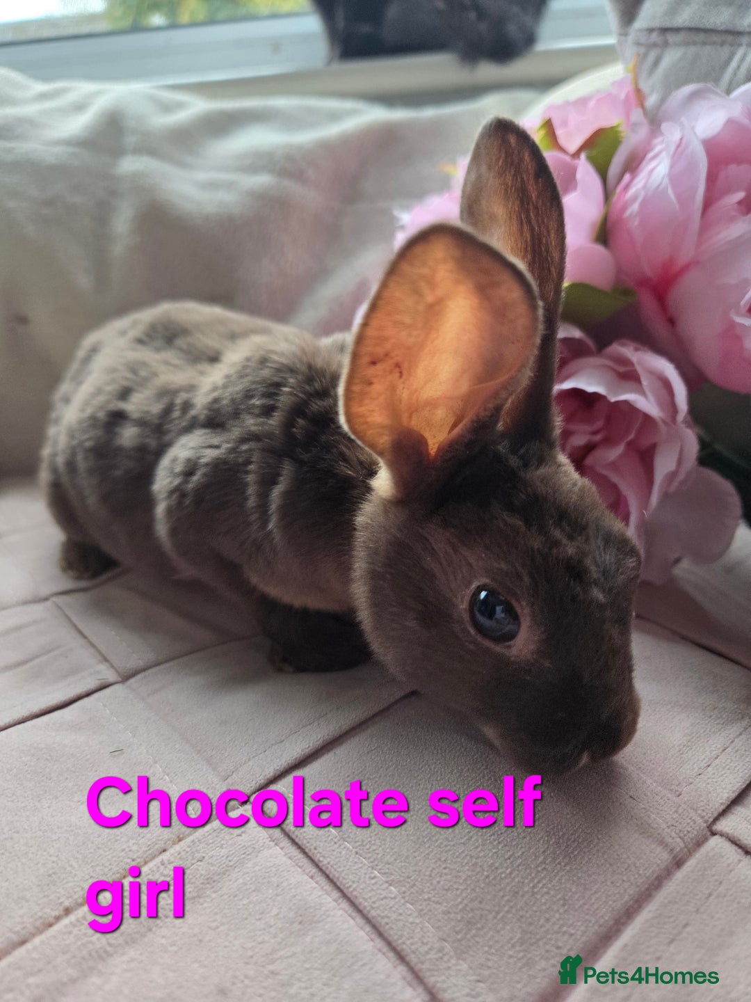 Rex rabbits for sale: 🐰 Beautiful mini rex babies 🐰 - Advert 9