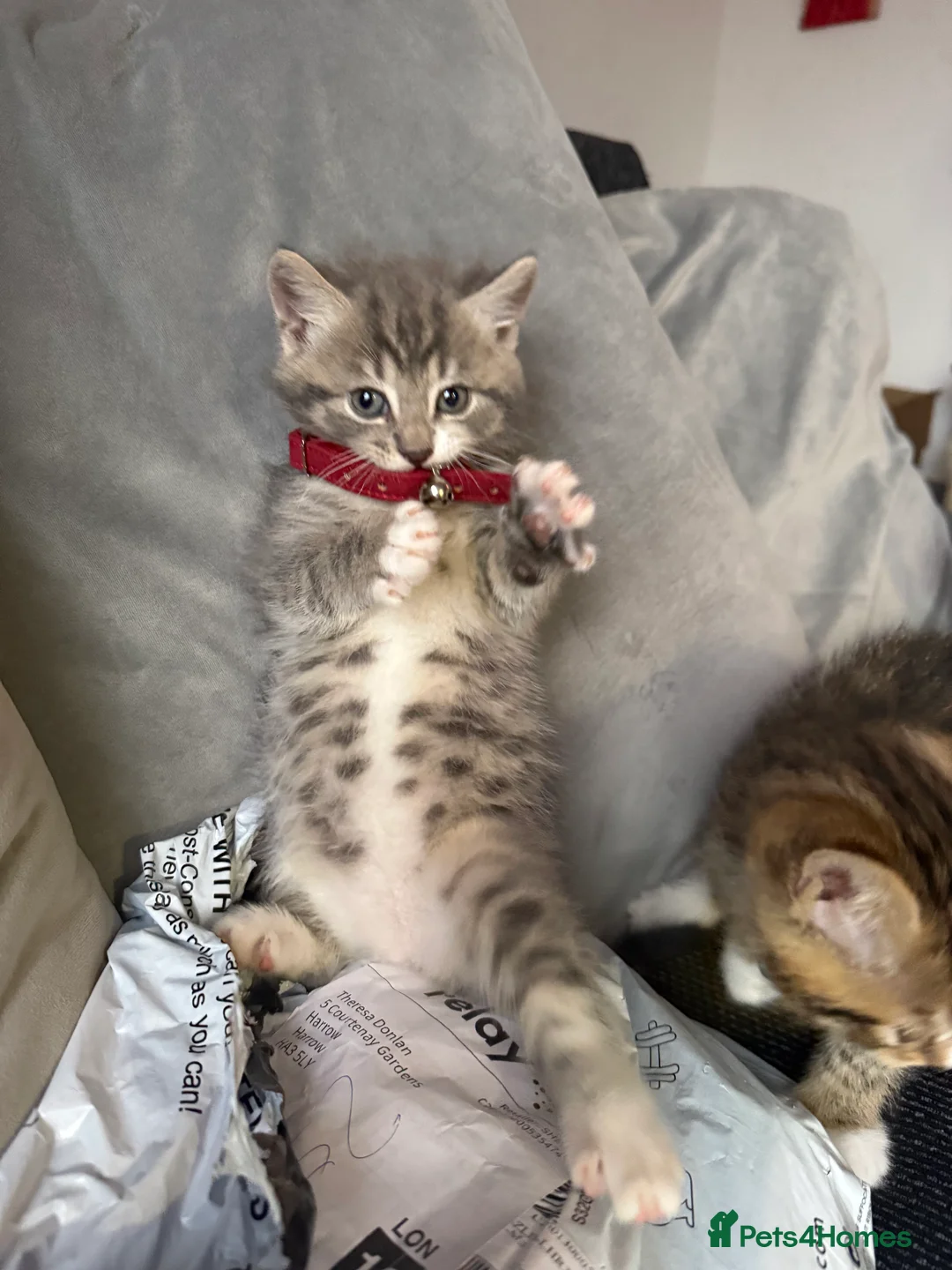 British Shorthair cats for sale: UNIQUE BRITISH SHORT HAIRS  - Advert 18